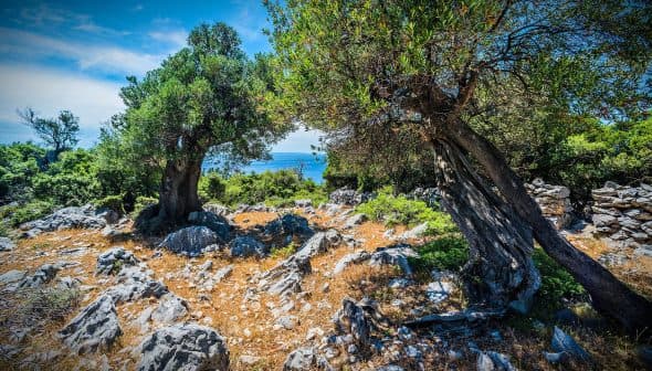 Two olive trees growing amidst rocky terrain with a view of the sea in the background. - Olive Oil Times