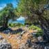 Two olive trees growing amidst rocky terrain with a view of the sea in the background. - Olive Oil Times
