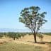 A solitary eucalyptus tree standing in an open landscape with sparse vegetation and distant mountains. - Olive Oil Times