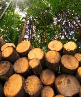A stack of cut logs arranged neatly in a forest with tall trees in the background. - Olive Oil Times