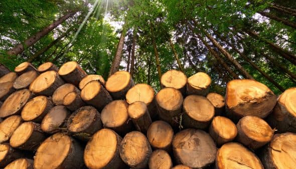 A stack of cut logs arranged neatly in a forest with tall trees in the background. - Olive Oil Times