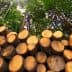 A stack of cut logs arranged neatly in a forest with tall trees in the background. - Olive Oil Times