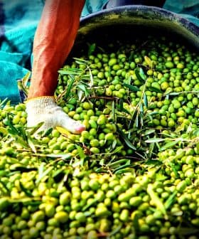 Person wearing gloves gathering green olives from a large container onto a green tarp. - Olive Oil Times