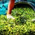 Person wearing gloves gathering green olives from a large container onto a green tarp. - Olive Oil Times
