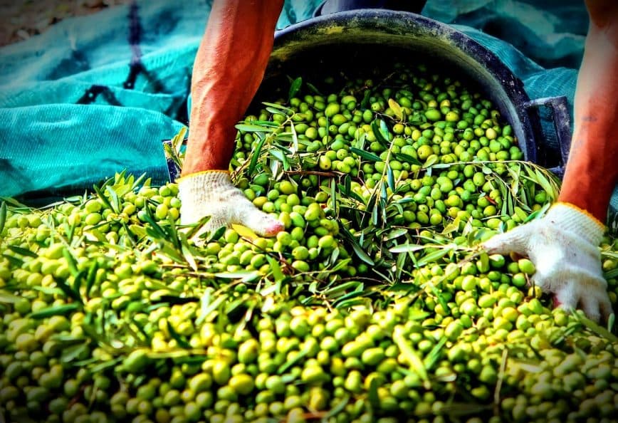 Person wearing gloves gathering green olives from a large container onto a green tarp. - Olive Oil Times