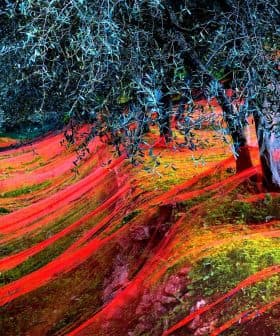 Olive trees with red nets spread across the ground in an olive grove. - Olive Oil Times