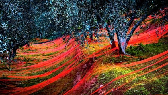 Olive trees with red nets spread across the ground in an olive grove. - Olive Oil Times