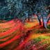 Olive trees with red nets spread across the ground in an olive grove. - Olive Oil Times