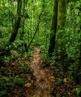 Narrow dirt pathway winding through a dense green jungle with tall trees and foliage. - Olive Oil Times