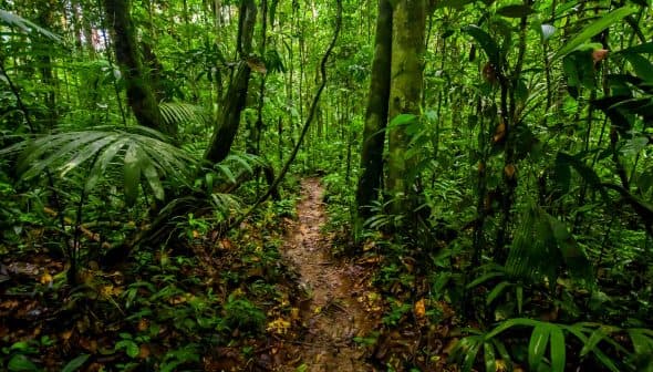 Narrow dirt pathway winding through a dense green jungle with tall trees and foliage. - Olive Oil Times