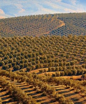 Aerial view of a large olive grove with rows of olive trees on rolling hills. - Olive Oil Times