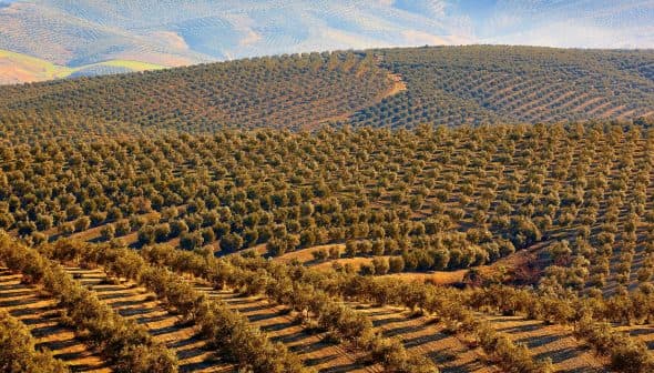 Aerial view of a large olive grove with rows of olive trees on rolling hills. - Olive Oil Times
