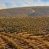 Aerial view of a large olive grove with rows of olive trees on rolling hills. - Olive Oil Times