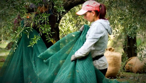 Two workers gathering olives under an olive tree using green nets to collect fallen olives. - Olive Oil Times