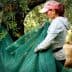 Two workers gathering olives under an olive tree using green nets to collect fallen olives. - Olive Oil Times