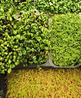 Assorted microgreens including sprouts and leafy greens arranged in containers. - Olive Oil Times