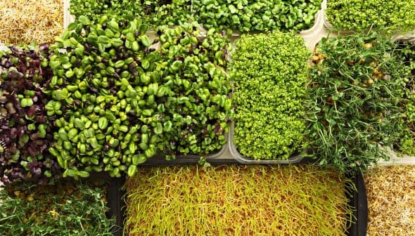 Assorted microgreens including sprouts and leafy greens arranged in containers. - Olive Oil Times