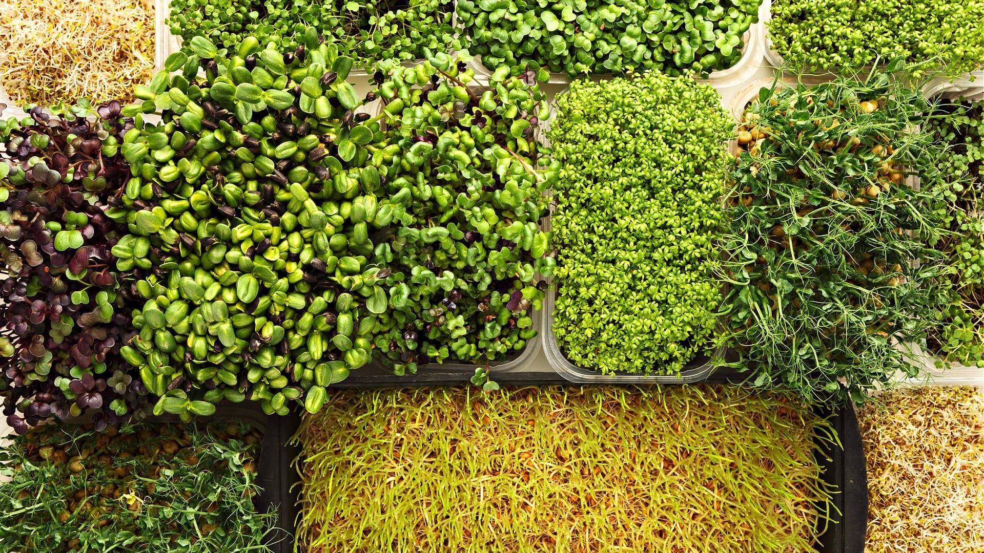 Assorted microgreens including sprouts and leafy greens arranged in containers. - Olive Oil Times