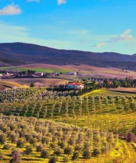 A panoramic view of olive groves and rolling hills in the Tuscan countryside. - Olive Oil Times
