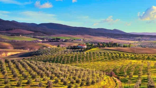A panoramic view of olive groves and rolling hills in the Tuscan countryside. - Olive Oil Times