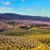 A panoramic view of olive groves and rolling hills in the Tuscan countryside. - Olive Oil Times