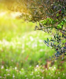 Branch of an olive tree with green olives against a blurred green background. - Olive Oil Times