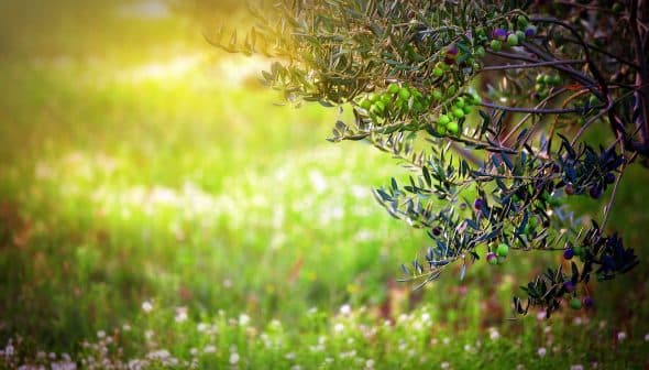 Branch of an olive tree with green olives against a blurred green background. - Olive Oil Times