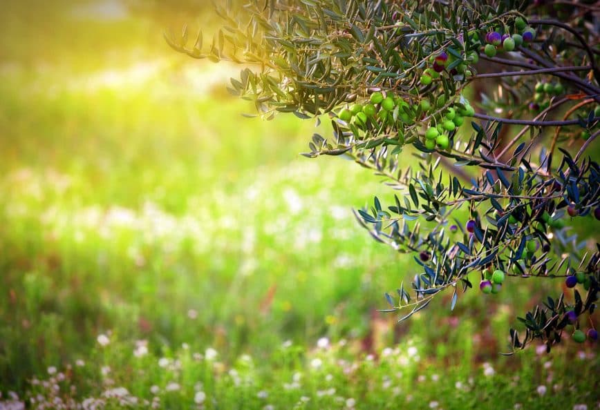 Branch of an olive tree with green olives against a blurred green background. - Olive Oil Times