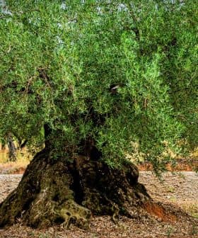 An olive tree featuring a thick trunk and lush green leaves in a natural setting. - Olive Oil Times