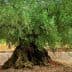 An olive tree featuring a thick trunk and lush green leaves in a natural setting. - Olive Oil Times