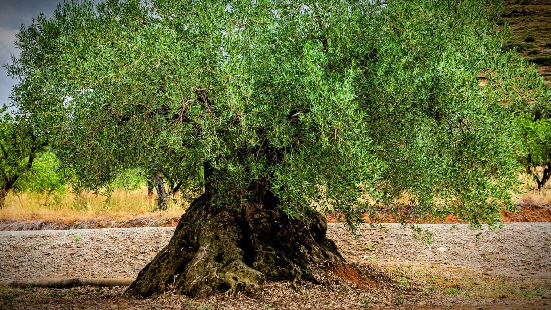 An olive tree featuring a thick trunk and lush green leaves in a natural setting. - Olive Oil Times