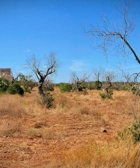 A panoramic view of a dry landscape featuring leafless trees and sparse vegetation under a clear blue sky. - Olive Oil Times