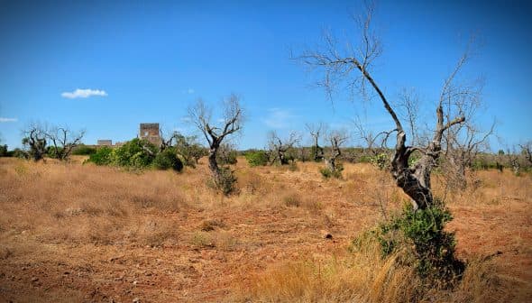 A panoramic view of a dry landscape featuring leafless trees and sparse vegetation under a clear blue sky. - Olive Oil Times