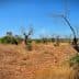 A panoramic view of a dry landscape featuring leafless trees and sparse vegetation under a clear blue sky. - Olive Oil Times