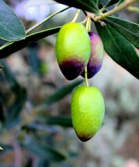 Close-up of an olive branch featuring green and purple olives among green leaves. - Olive Oil Times