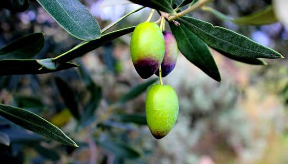 Close-up of an olive branch featuring green and purple olives among green leaves. - Olive Oil Times
