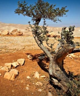 A twisted olive tree with a gnarled trunk in a dry, rocky landscape. - Olive Oil Times