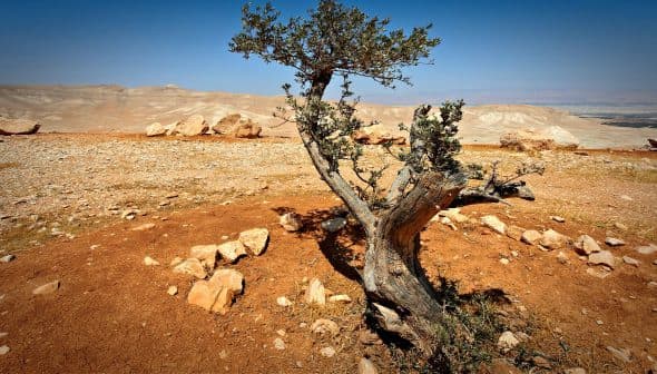 A twisted olive tree with a gnarled trunk in a dry, rocky landscape. - Olive Oil Times