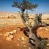 A twisted olive tree with a gnarled trunk in a dry, rocky landscape. - Olive Oil Times