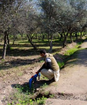 Individual kneeling in an olive grove, tending to the soil near a water channel. - Olive Oil Times