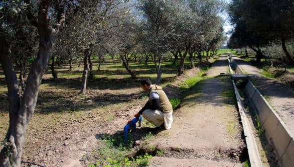 Individual kneeling in an olive grove, tending to the soil near a water channel. - Olive Oil Times