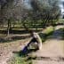 Individual kneeling in an olive grove, tending to the soil near a water channel. - Olive Oil Times