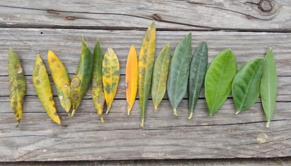 A row of leaves in various colors and conditions arranged on a wooden surface. - Olive Oil Times