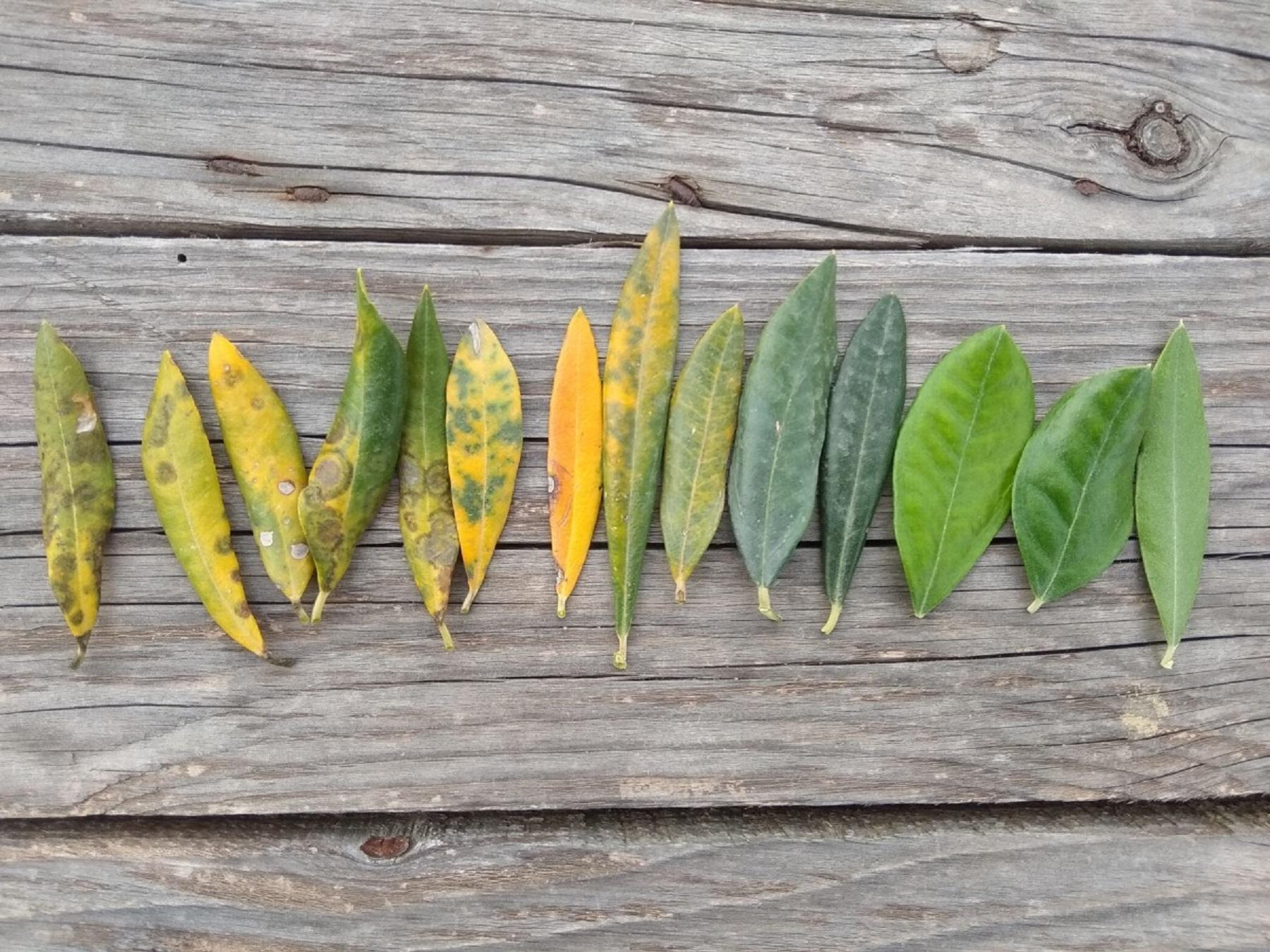 A row of leaves in various colors and conditions arranged on a wooden surface. - Olive Oil Times
