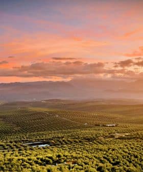 Aerial view of an expansive olive grove landscape under a colorful sunset sky. - Olive Oil Times