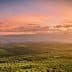 Aerial view of an expansive olive grove landscape under a colorful sunset sky. - Olive Oil Times
