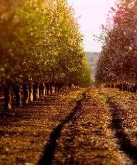 Rows of almond trees in an orchard with a dirt path running through the center. - Olive Oil Times