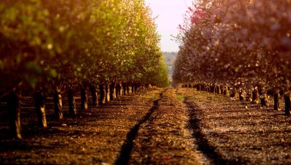 Rows of almond trees in an orchard with a dirt path running through the center. - Olive Oil Times