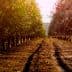 Rows of almond trees in an orchard with a dirt path running through the center. - Olive Oil Times