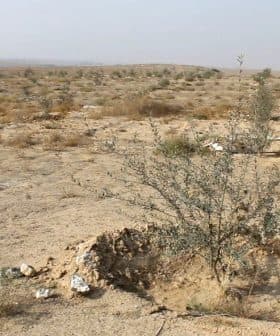 An olive tree growing in a dry, arid landscape with sparse vegetation and rocky soil. - Olive Oil Times
